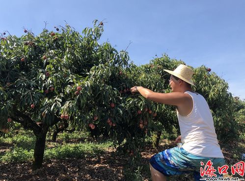 無核荔枝喜迎豐收 ?？谌T坡 荔枝家族 添新成員海口文明網