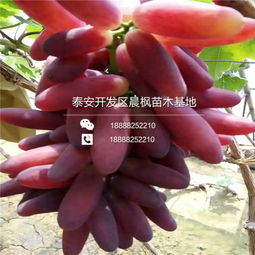 【一支紅寶石葡萄苗出售價格、一支紅寶石葡萄苗出售價格、一支紅寶石葡萄苗出售價格】- 