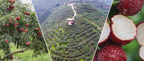 屏邊 甜蜜產業(yè) 興 群眾日子旺