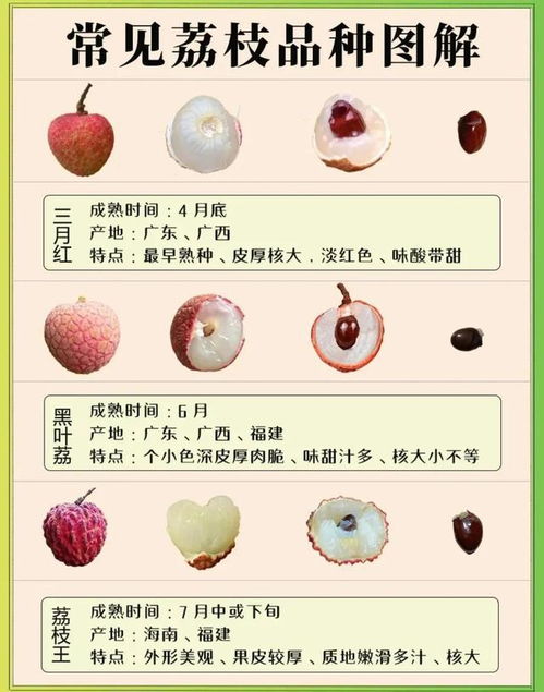 萬(wàn)萬(wàn)沒(méi)想到,荔枝有那么多品種