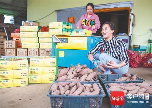 海南闊步新征程 澄邁農旅融合，無核荔枝點亮美好生活