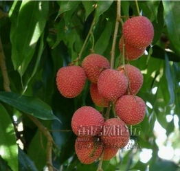 荔城荔枝特產價格與無核荔枝特點