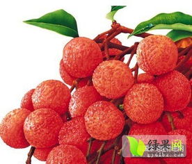 東莞荔枝踏上國家地理標志產品申報之路 無核荔枝引領品質升級